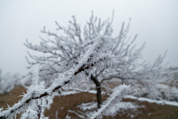 branches frozen tree in winter. tree branch in snow isolated on white background. hoar-frost on trees in winter