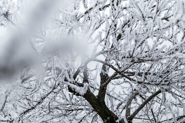 branches frozen tree in winter. tree branch in snow isolated on white background. hoar-frost on trees in winter
