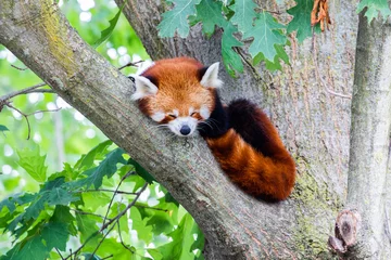 Zelfklevend Fotobehang Red panda - Ailurus Fulgens - portrait. Cute animal resting lazy on a tree. © Paolo Gallo
