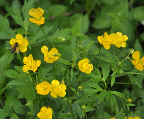 Buttercup (Ranunculus) blooms in nature