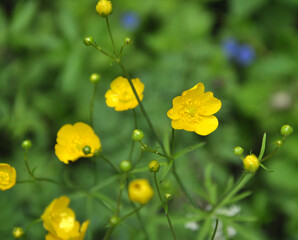 Buttercup (Ranunculus) blooms in nature