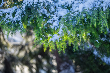 The branch of the Christmas tree in the snow. Background of christmas branches. Winter snowy day in the city.