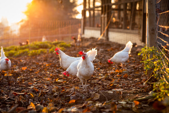 Hen in a farmyard (Gallus gallus domesticus)
