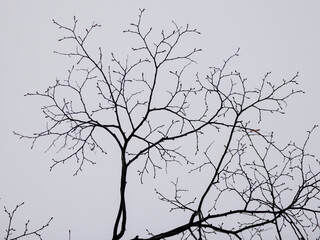 empty branches of a tree