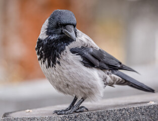 crow closeup