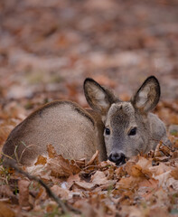 deer resting in the woods