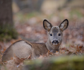 deer resting in the woods