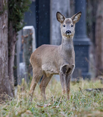 deer in the rain