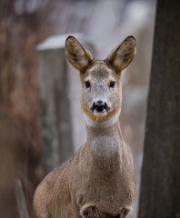 deer looking out