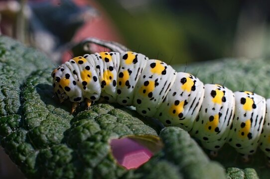 close up of mullein caterpillar on leaf