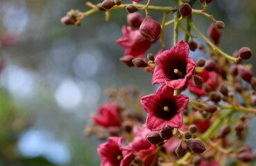 Large red pink bell shaped flowers of the Australian native Clarabelle Kurrajong Brachychiton vinicolor, family Malvaceae. Naturally occurring hybrid of acerifolius x discolor. Endemic to Qld and NSW