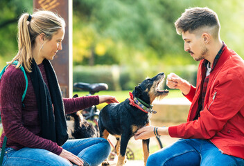 Two friends playing with an old small dog while sitting on a public park on a sunny day
