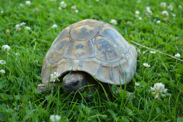 Turtle close up