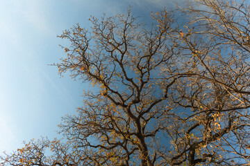 Top view of branches, autumn season between summer and winter  