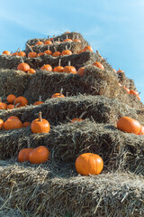stos pomarańczowych dyń na stogach siana © Marek