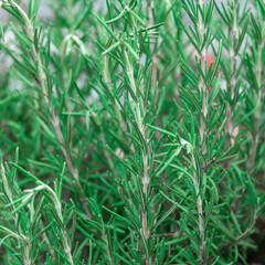 Green house flowers with long trunks and greenery.