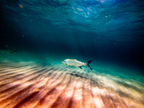 underwater shot of tarpon swimming in sea bed in ocean
