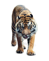 Sumatran Tiger Walking Forward Isolated on White