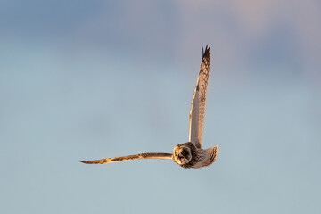 Short Eared Owl in flight barking - 477059796