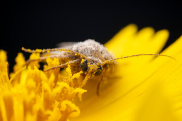 Lepidoptera insects in the wild, North China