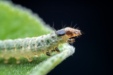 Lepidoptera larvae in the wild, North China