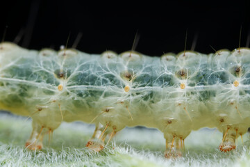 Lepidoptera larvae in the wild, North China