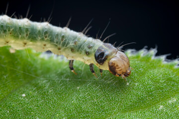 Lepidoptera larvae in the wild, North China