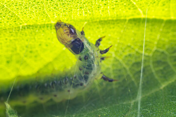 Lepidoptera larvae in the wild, North China