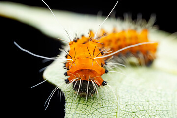 Lepidoptera larvae in the wild, North China