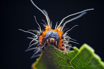 Lepidoptera larvae in the wild, North China