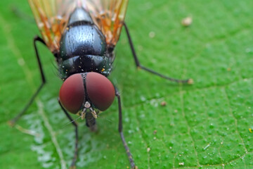 Flies on wild plants, North China