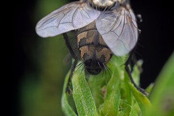 Flies on wild plants, North China