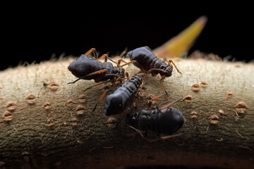 Aphids in the wild, North China