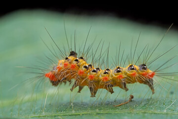 Lepidoptera larvae in the wild, North China