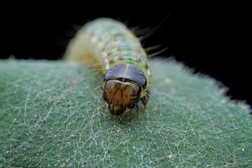 Lepidoptera larvae in the wild, North China