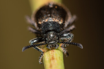 Besouro Lagria villosa