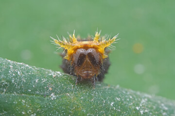 Lepidoptera larvae in the wild, North China