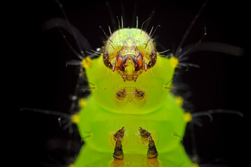 Lepidoptera larvae in the wild, North China