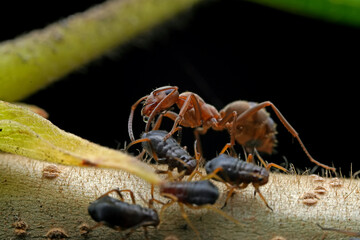 Ants in the wild, North China