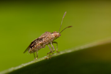 Percevejo isolado na folha