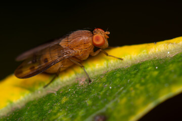 mosca Lauxaniidae 