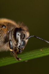 Close abelha apis