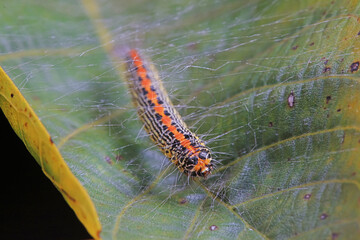 Lepidoptera larvae in the wild, North China