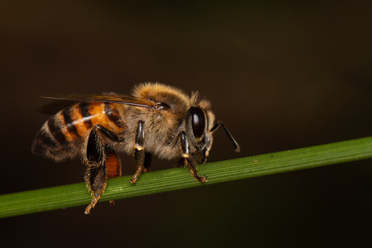 abelha apis