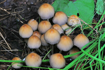 Wild mushrooms in the grass, North China