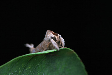 Lepidoptera insects in the wild, North China