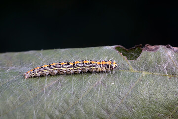 Lepidoptera larvae in the wild, North China