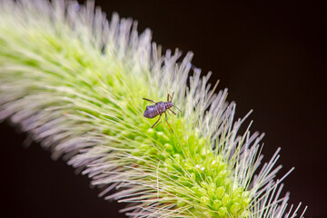 Aphids in the wild, North China