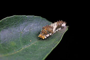 Lepidoptera larvae in the wild, North China