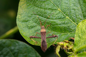 Point bee edge stink bug in the wild, North China
